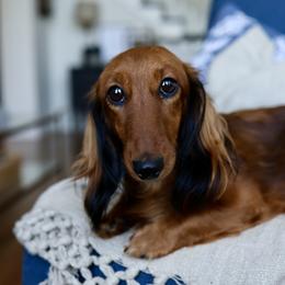 LouLou - Dachshund