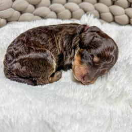 Boy 2 - male Bernedoodle puppy in Rose Hill, North Carolina from Red Door Canines