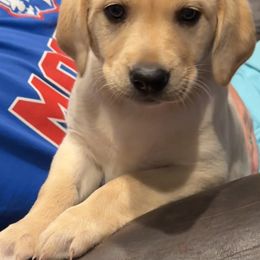 Labrador Retriever Puppies from Okiehuntinboyz Labrador Retrievers