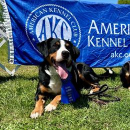 Appenzeller Sennenhunds from HussarRidge