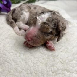 Bernedoodle, Goldendoodle, and Poodle Puppies from Poodle and Doodle Haven