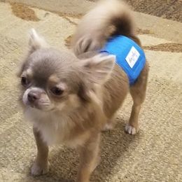 Toby Henry - Chihuahua