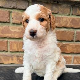 Maple - Parti female Goldendoodle puppy in Macclenny, Florida from Baker County Goldendoodles