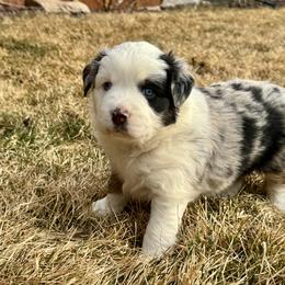 Pepper - Blue merle male Miniature Australian Shepherd puppy in Bozeman, Montana from +s mini Aussies