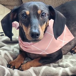 Daisy - Dachshund