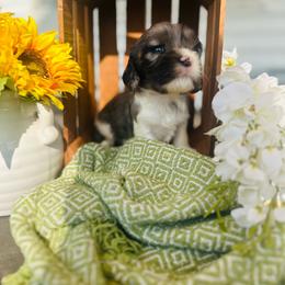 Swiss - Black and white male Cavalier King Charles Spaniel puppy in Bellevue, Michigan from Phoenix Farm