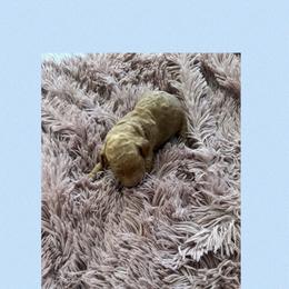 AKC  Standard poodle Chip - Red  male Poodle puppy in Harrisburg, Arkansas from Ransone’s Ridge Runners Poodles and Doodles
