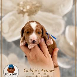 Arrow - Red  male Goldendoodle puppy in Orangevale, California from Ugly Dad Doodles