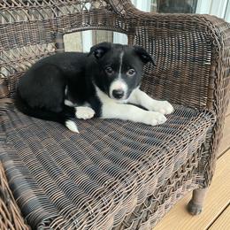 Pinkalicious - Black and white female Border Collie puppy in Black River Falls, Wisconsin from Billowing Borders