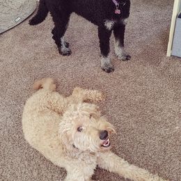 Goldendoodles from Meadow Brook Doodles