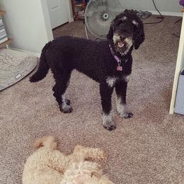 Goldendoodles from Meadow Brook Doodles