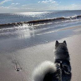 Alaskan Malamute All Grown Up from Jamie Minchew's Alaskan Malamutes