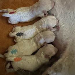 Lando - White male Bolognese puppy in Fall River Mills, California from Kenalee Farm