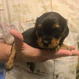 Triple Chocolate Fudge Cake - Black and tan male Cavapoo puppy in Lewisburg, Pennsylvania from Jessie's Puppies