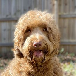 Leo - Australian Labradoodle