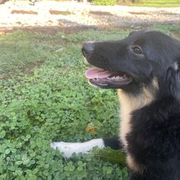 “Peter” - Black Australian Shepherd puppy in Yadkinville, North Carolina from Gold Leaf Farm & Kennels