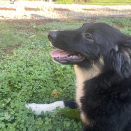 “Peter” - Black Australian Shepherd puppy in Yadkinville, North Carolina from Gold Leaf Farm & Kennels