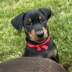 Boy 4 - Black German Pinscher puppy in Olympic Peninsula, Washington from Immer Treu German Pinschers
