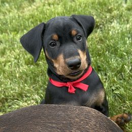 Boy 4 - Black German Pinscher puppy in Olympic Peninsula, Washington from Immer Treu German Pinschers