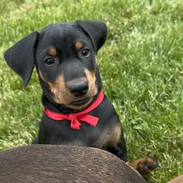 Boy 4 - Black German Pinscher puppy in Olympic Peninsula, Washington from Immer Treu German Pinschers