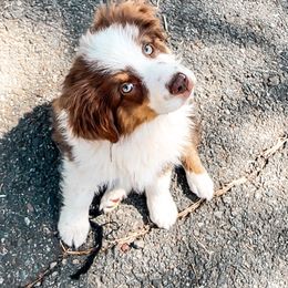 Boy 1 - Red tri Miniature Australian Shepherd puppy in Shingletown, California from Whiskeytown Aussies