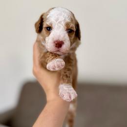 Oakley boy - Apricot male Goldendoodle puppy in Rio Linda, California from Plush Doodles