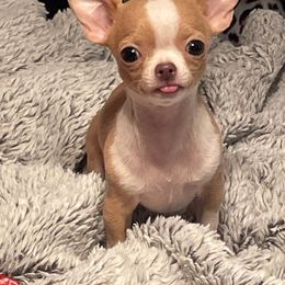 Chihuahua Puppies from Misty Morn Chihuahuas