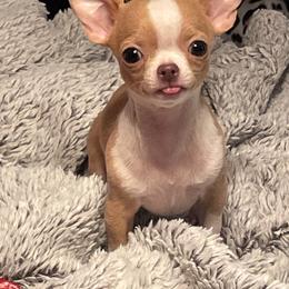 Chihuahua Puppies from Misty Morn Chihuahuas
