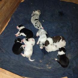 Border Collie Puppies from Blue Cypress Stock dogs