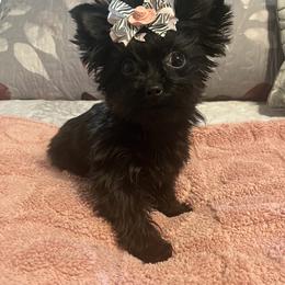 Yorkshire Terrier puppies from Pooch Perfect Puppies