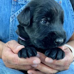 Giant Schnauzer and Miniature Schnauzer Puppies from My Angel Schnauzers