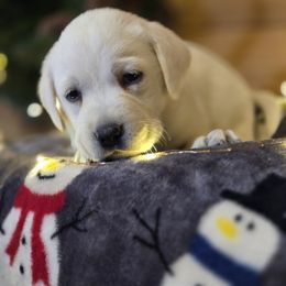 Boy 2 - male Labrador Retriever puppy in Gaffney, South Carolina from Circle D Farms