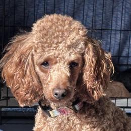 Chase - Poodle