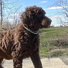 Lee, boy 3 aqua - Brown Poodle puppy in Madison, Wisconsin from KB Standard Poodles