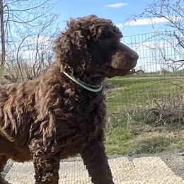 Lee, boy 3 aqua - Brown Poodle puppy in Madison, Wisconsin from KB Standard Poodles