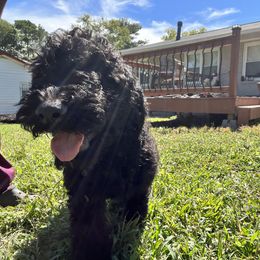 Goldendoodle and Poodle Puppies from Syren House Doodles & Poodles