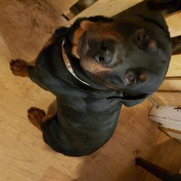 Rottweiler Puppies from Linda Sprouse