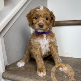 Sage - Apricot female Goldendoodle puppy in Murrieta, California from Apricot Poodles & Goldendoodles, LLC