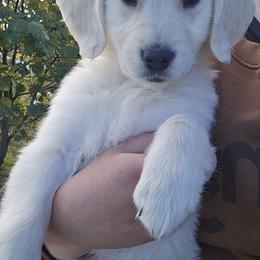 Wednesday Addams - Light golden female Golden Retriever puppy in Pasco, Washington from Rodgers Retrievers
