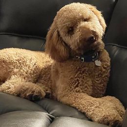 Goldendoodles and Poodles from Calipoodsanddoods