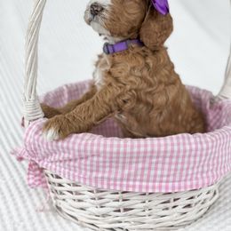 Goldendoodle Puppies from Glittering Grace Goldendoodles