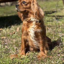 Ruby - Cavalier King Charles Spaniel
