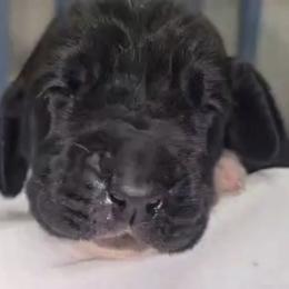 Basset Hound Puppies from Buck Wild 4 Bassets