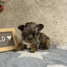 Robin - Black and tan female French Bulldog puppy in Warm Springs, Arkansas from Seven Hills Arkansas