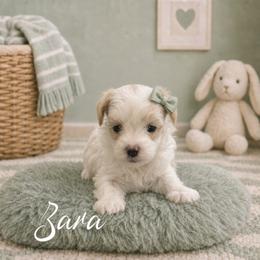 Zara - White female Maltipoo puppy in Bowling Green, Kentucky from Denise Clark
