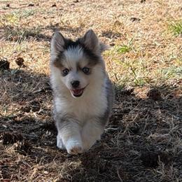 Daisy - Tri-color female Pomsky puppy in Mc Minnville, Oregon from West Coast Pomskies