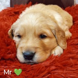 Golden Retriever Puppies from Grand Mound Goldens