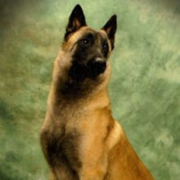 Belgian Malinois from Concho Belgian Malinois