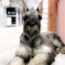 Beyla - Giant Schnauzer