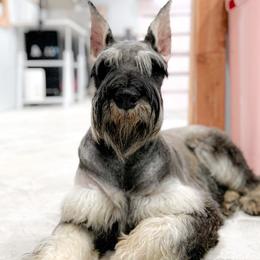 Beyla - Giant Schnauzer